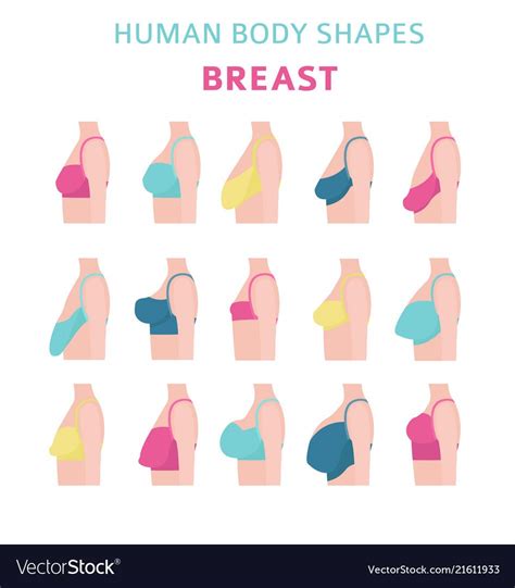 bell tits|The 12 Different Breast Shapes and Types